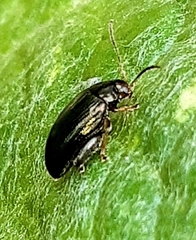 Psylliodes chrysocephala