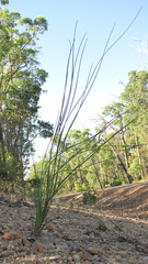 Xanthorrhoea gracilis