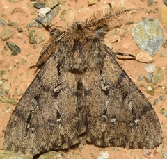 Ocneria atlantica