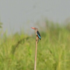 Halcyon leucocephala