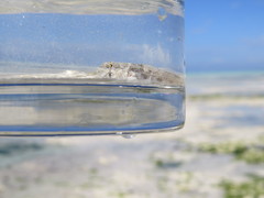 Gnatholepis anjerensis