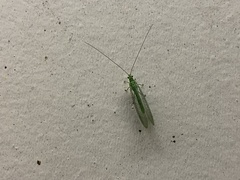 Mallada tripunctatus