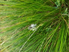 Eriophorum vaginatum