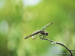 Libellula comanche
