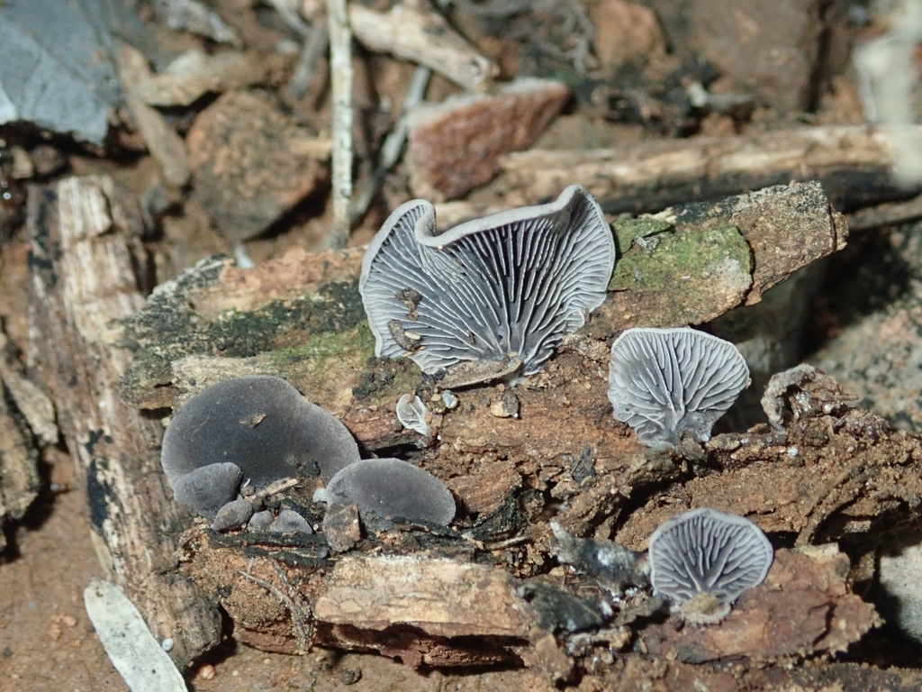 Resupinatus sp. 'AZ01'