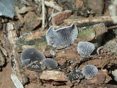 Resupinatus