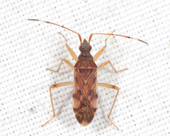 Ozophora picturata