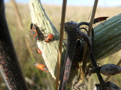 Lygaeus kalmii