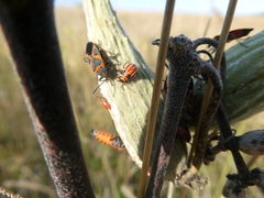 Lygaeus kalmii