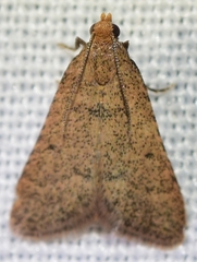 Bostra obsoletalis
