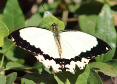 Papilio dardanus cenea
