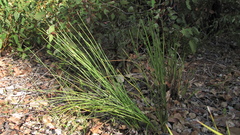 Xanthorrhoea gracilis