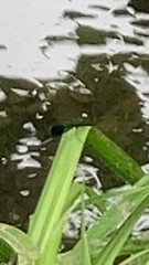 Calopteryx splendens