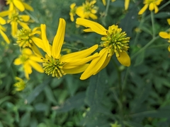 Verbesina alternifolia