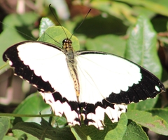Papilio dardanus cenea