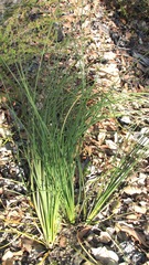 Xanthorrhoea gracilis