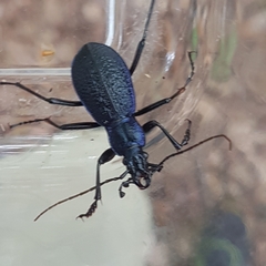 Carabus intricatus