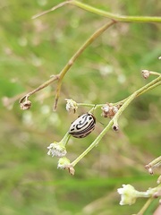 Zygogramma bicolorata