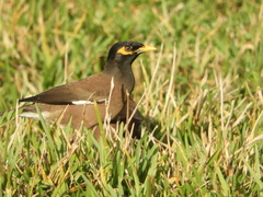Acridotheres tristis
