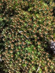 Polytrichum juniperinum