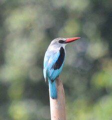 Halcyon senegalensis