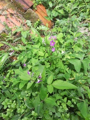 Oxalis latifolia