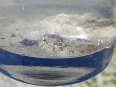 Gnatholepis anjerensis