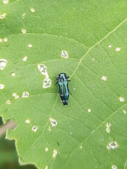 Agrilus acutus