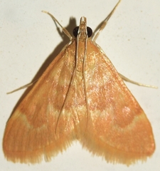 Ecpyrrhorrhoe diffusalis