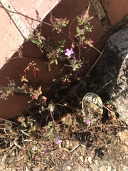 Geranium robertianum