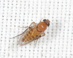 Metopininae
