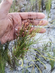 Restionaceae