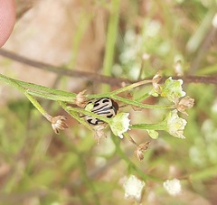 Zygogramma bicolorata