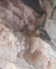 Leiobunum religiosum