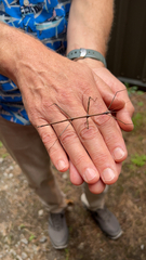 Diapheromera femorata