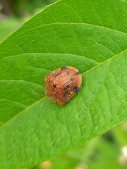 Laccoptera nepalensis
