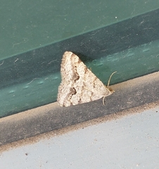 Frederickia s-signata