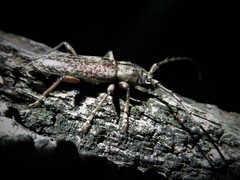 Elaphidion mucronatum