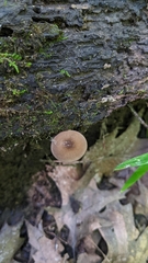 Pluteus seticeps