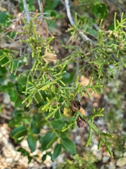 Juniperus phoenicea