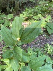 Prosartes hookeri