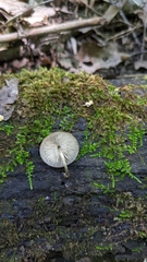 Pluteus seticeps