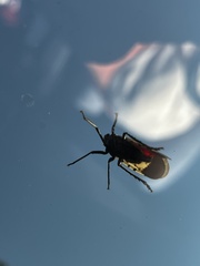 Lycorma delicatula