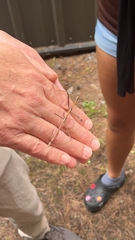 Diapheromera femorata