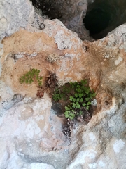 Adiantum capillus-veneris