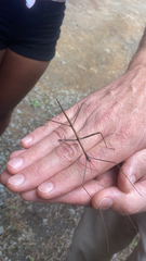 Diapheromera femorata