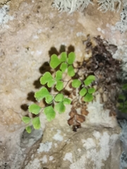 Adiantum capillus-veneris