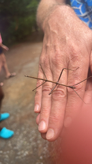 Diapheromera femorata