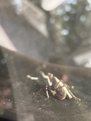 Lycorma delicatula