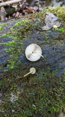 Pluteus seticeps